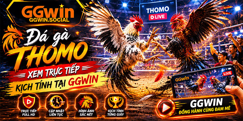 Đá gà Thomo - Xem Trực Tiếp Kịch Tính Tại GGWIN